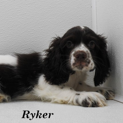 puppy, for, sale, Cocker Spaniel, Joe & Cherri  Overlease, dog, breeder, Miller, MO, dog-breeder, puppy-for-sale, forsale, nearby, find, puppyfind, locator, puppylocator, aca